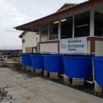 kanaloa octopus farm