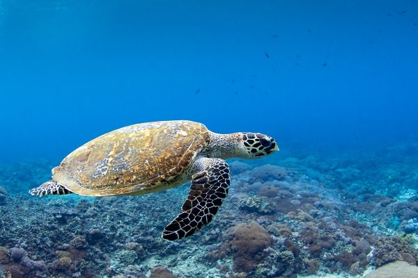 Snorkle Tours