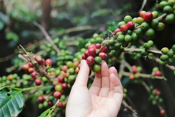 Coffee Farms