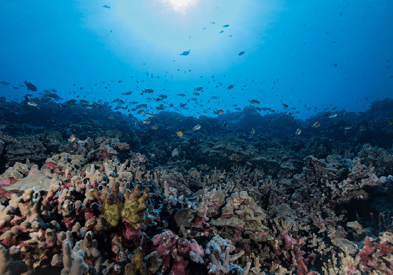 Scuba Diving