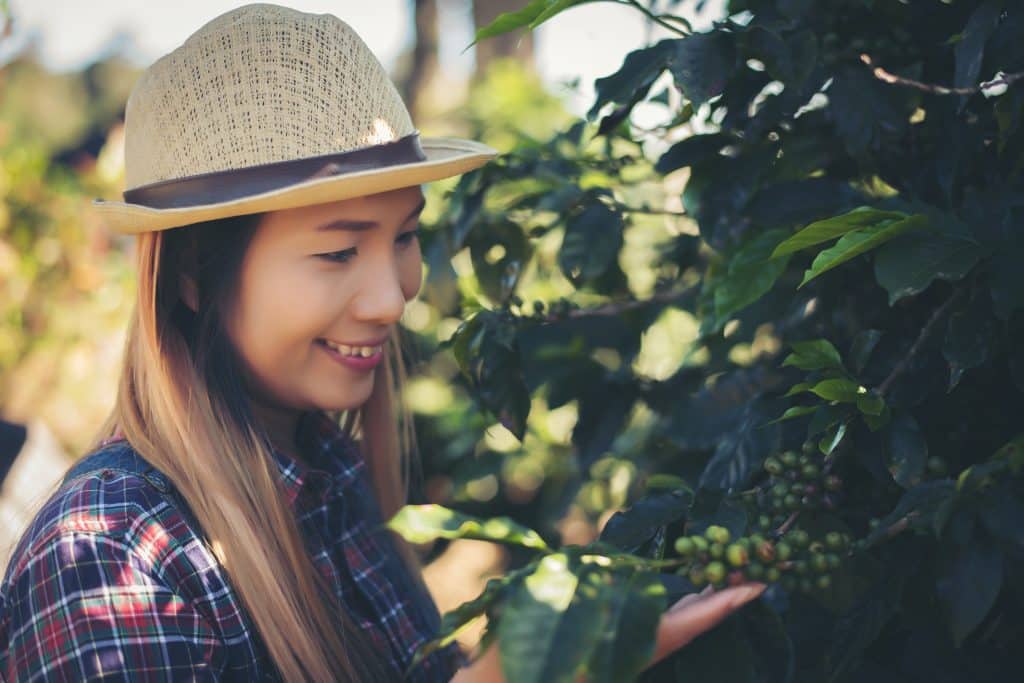 Coffee Growing