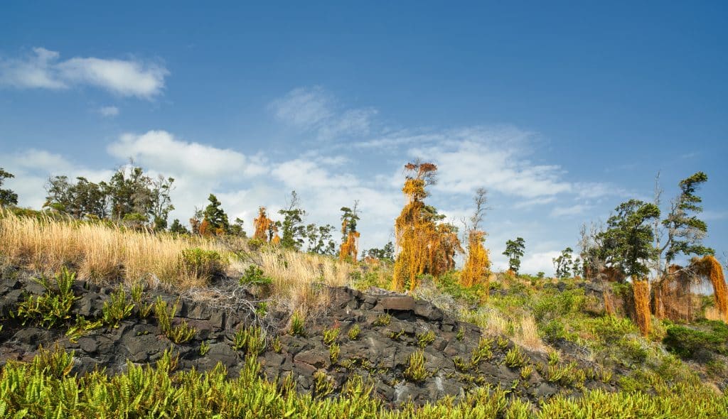 Mauna Loa