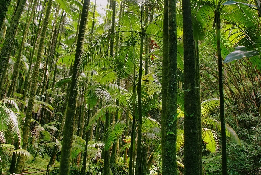 Camping On The Big Island
