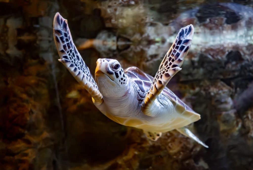 Sea Turtles