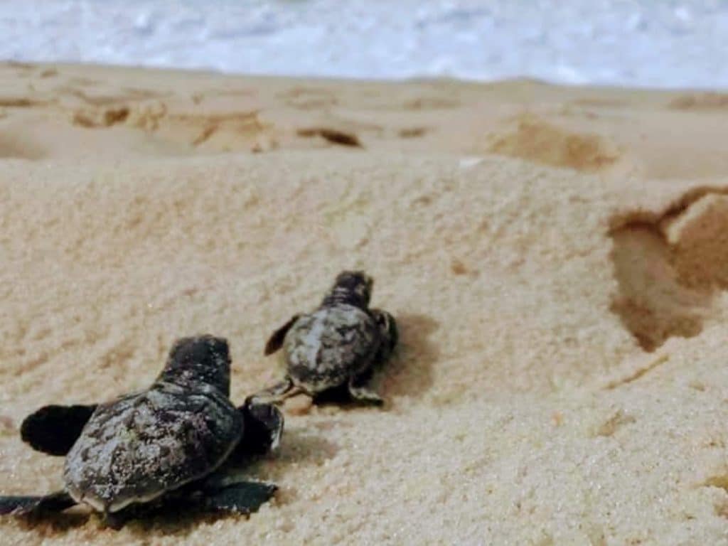 Sea Turtles