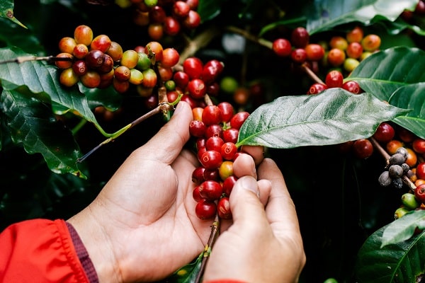 Harvesting Kona Coffee