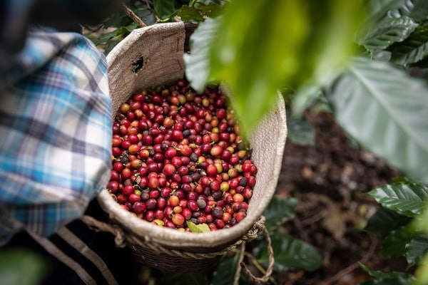 Harvesting Kona Coffee