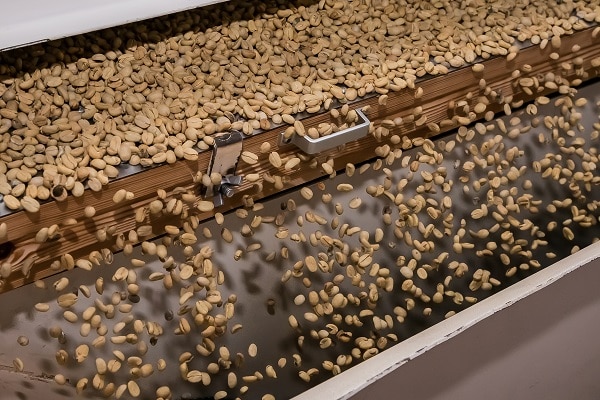 Harvesting Kona Coffee