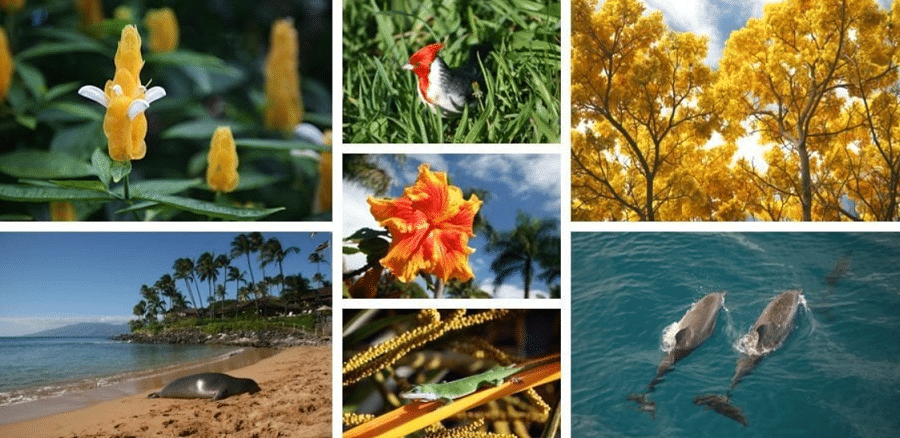 The Rich Flora And Fauna Of Hawaii's Big Island