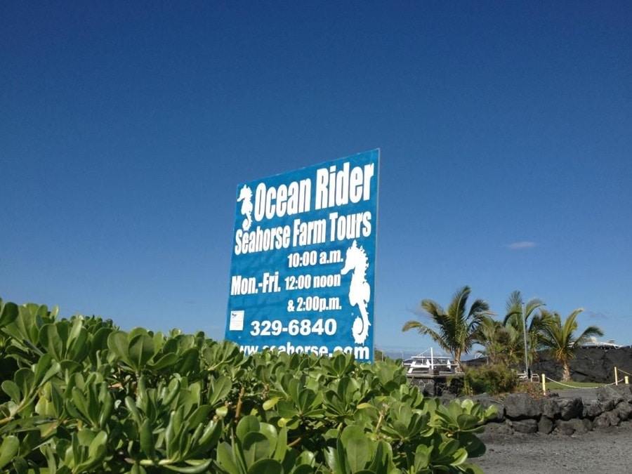 7 Reasons to Visit Kona's Ocean Rider Seahorse Farm