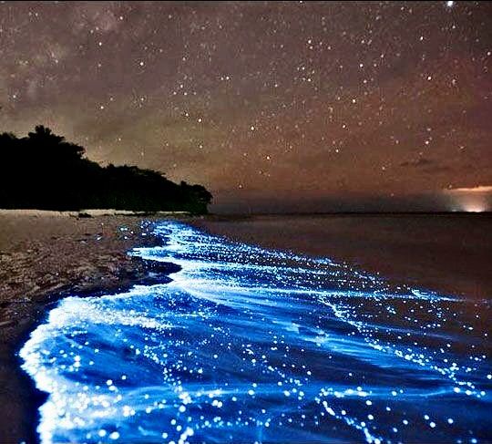 The Big Island's Marine Life In Winter