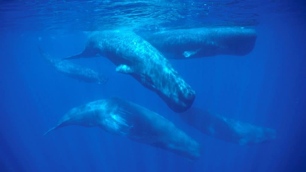 The Big Island's Marine Life In Winter