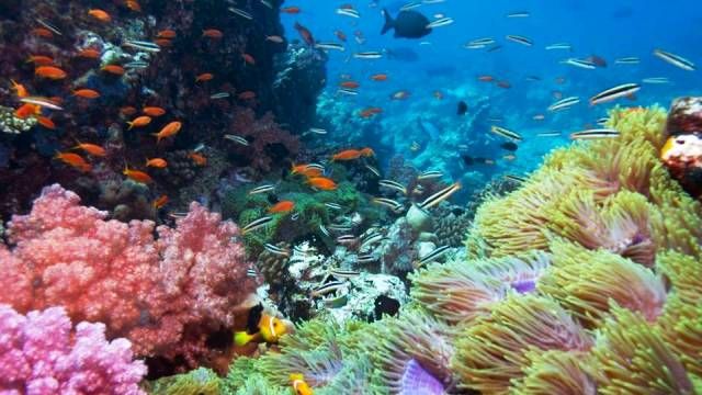 Complete Guide To Kona's Coral Reefs