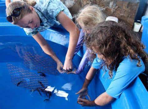 7 Reasons to Visit Kona's Ocean Rider Seahorse Farm