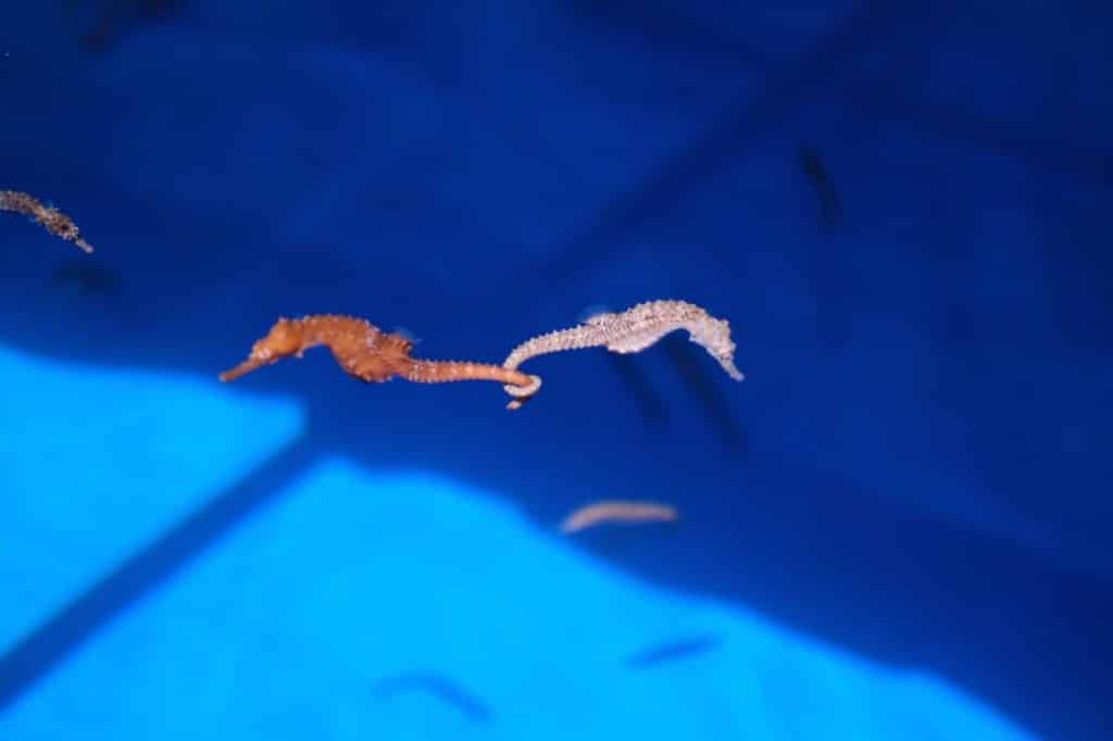 7 Reasons to Visit Kona's Ocean Rider Seahorse Farm