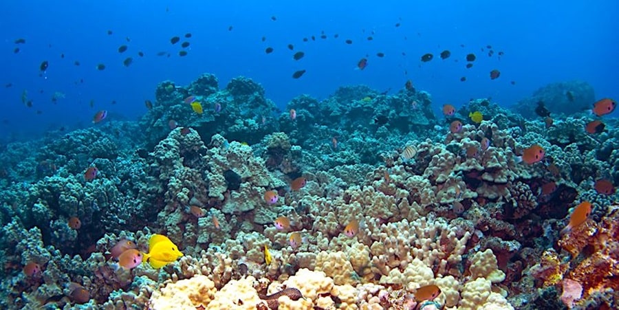 Complete Guide To Kona's Coral Reefs