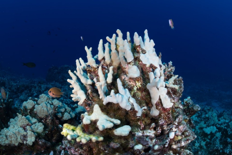 Complete Guide To Kona's Coral Reefs