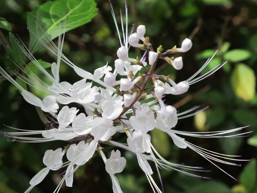 Big Island's Festive Flora: A Guide to Tropical Winter Blooms