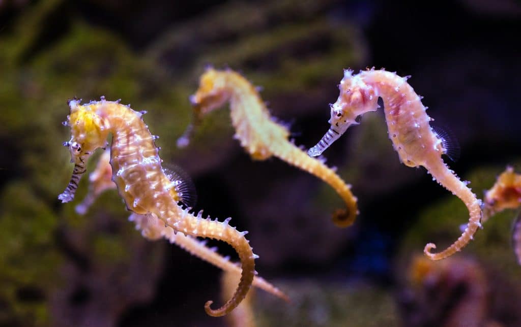 7 Reasons to Visit Kona's Ocean Rider Seahorse Farm