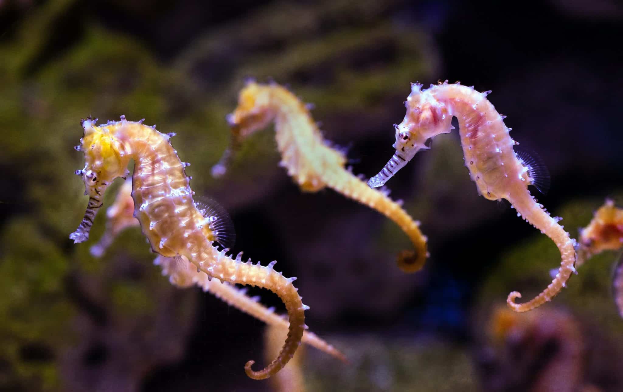 Seahorse Runner main image 1
