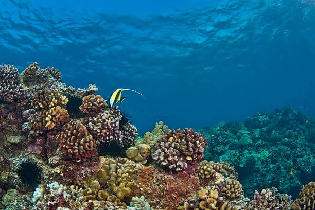Complete Guide To Kona's Coral Reefs