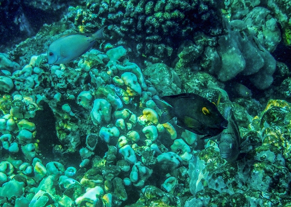 Complete Guide To Kona's Coral Reefs