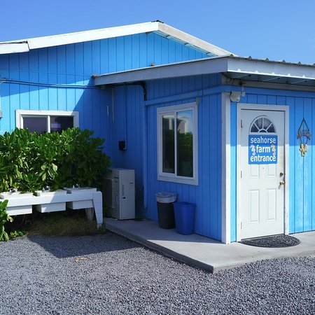 7 Reasons to Visit Kona's Ocean Rider Seahorse Farm