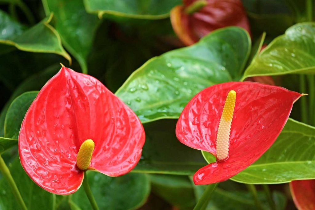 Big Island's Festive Flora: A Guide to Tropical Winter Blooms