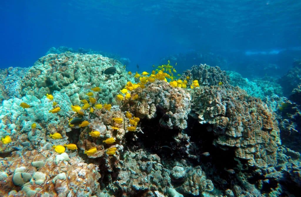 The Big Island's Marine Life In Winter