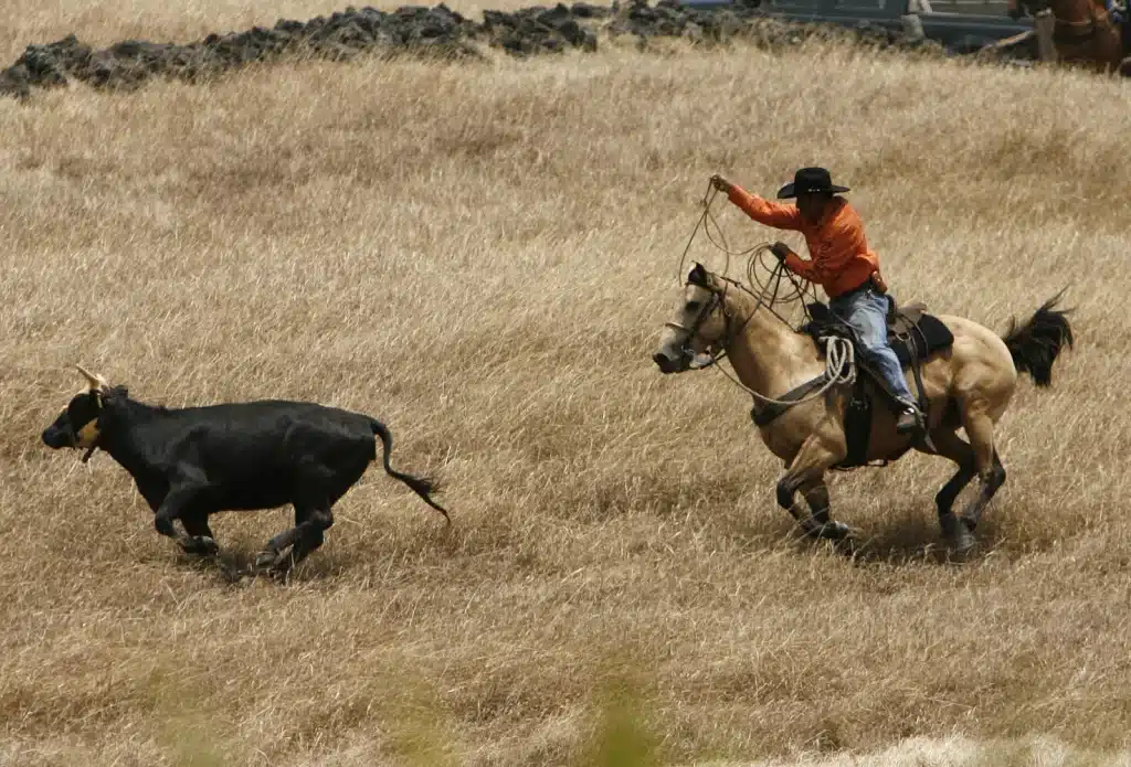 Kona's Rodeo Culture: Paniolo Traditions And Modern-Day Cowboys