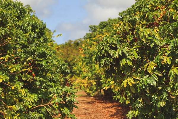 8 Most Fun Things To Do On Big Island