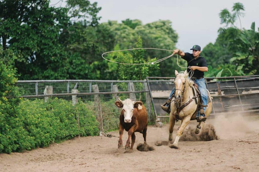 Kona's Rodeo Culture: Paniolo Traditions And Modern-Day Cowboys