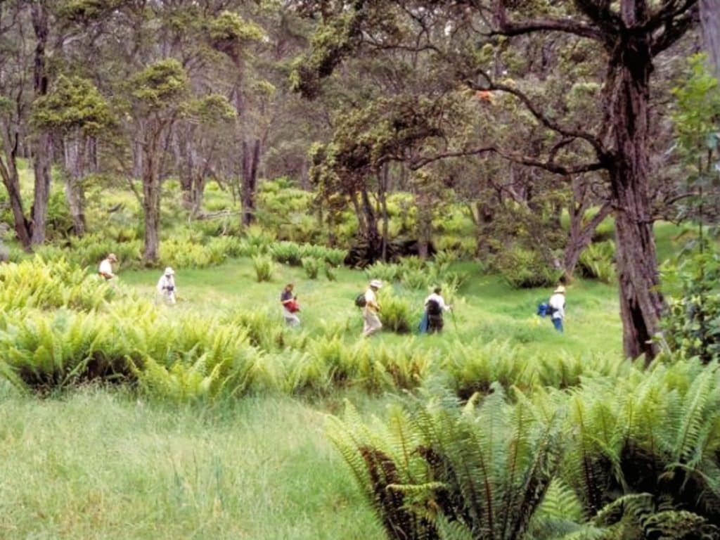 Where to Spot Hawaii's Most Colorful Birds