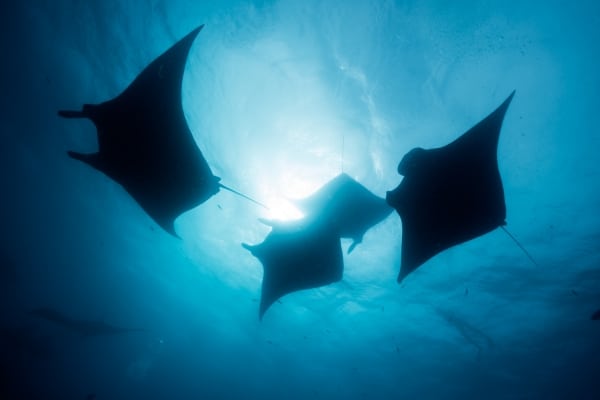 Unforgettable Sunset Cruises Around the Big Island