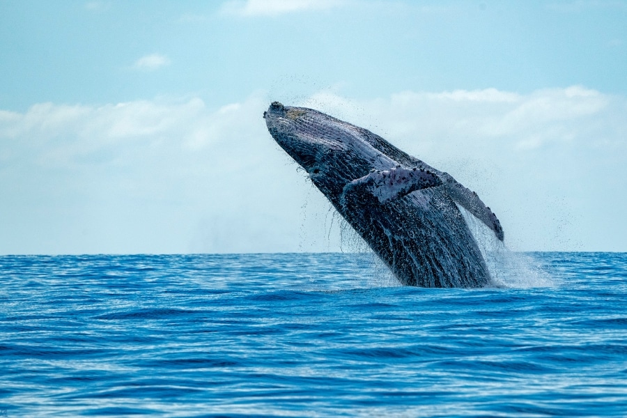 Whale Season In Hawaii