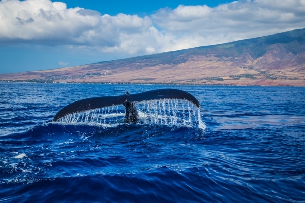 Whale Season In Hawaii