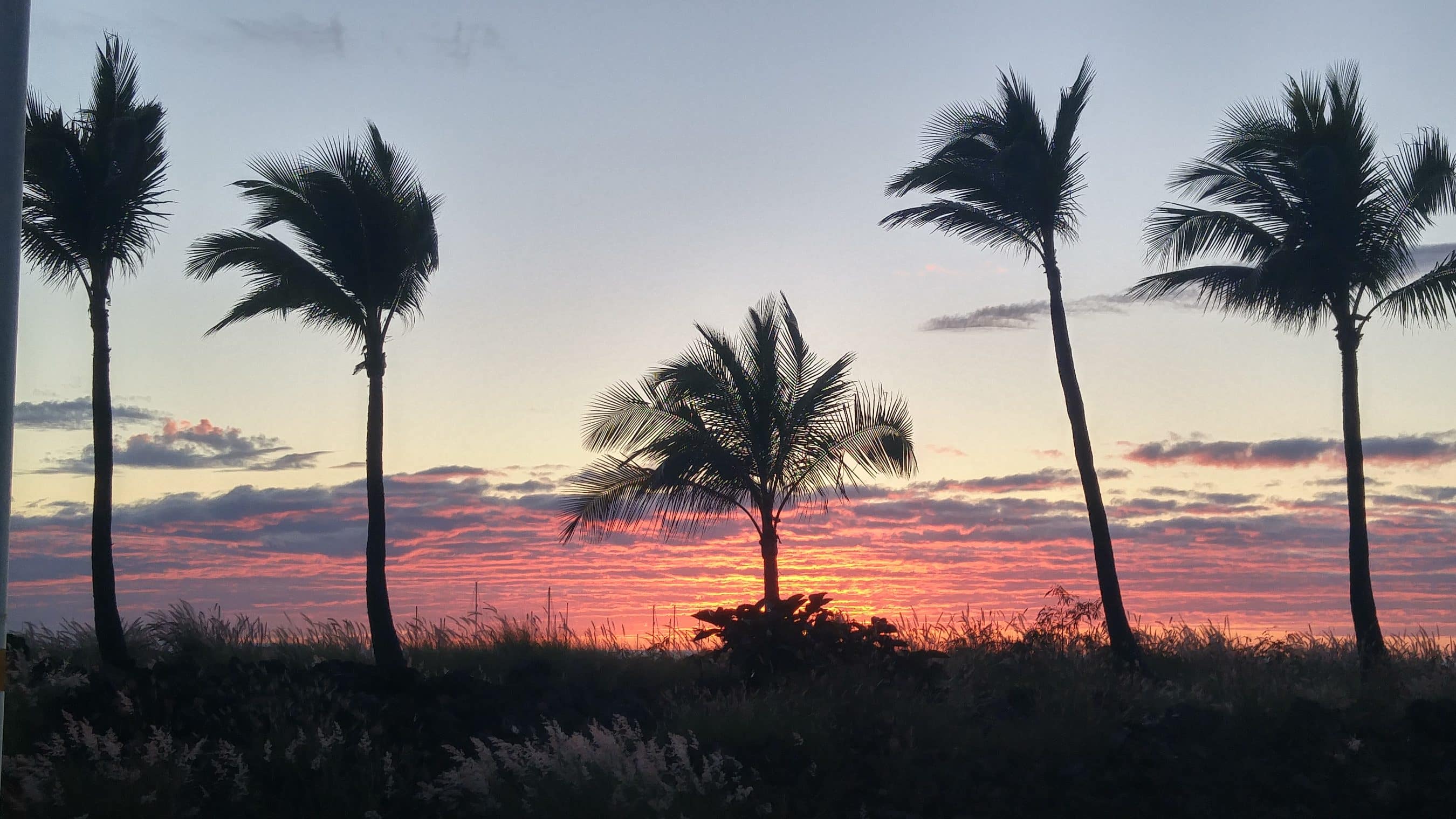 Silhouetted palm trees against a vibrant sunset with a grassy foreground and a calm horizon.