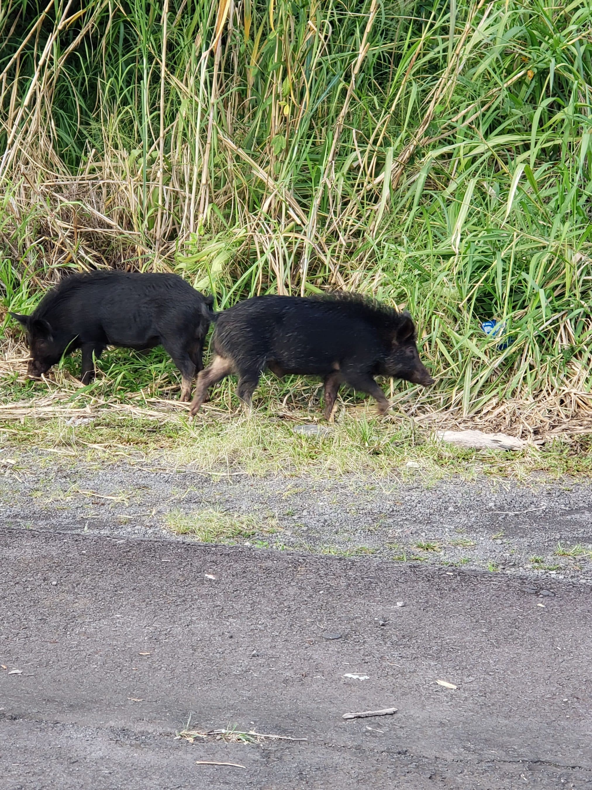 Two black pigs walking along a dirt road beside tall green grass and reeds behind them.