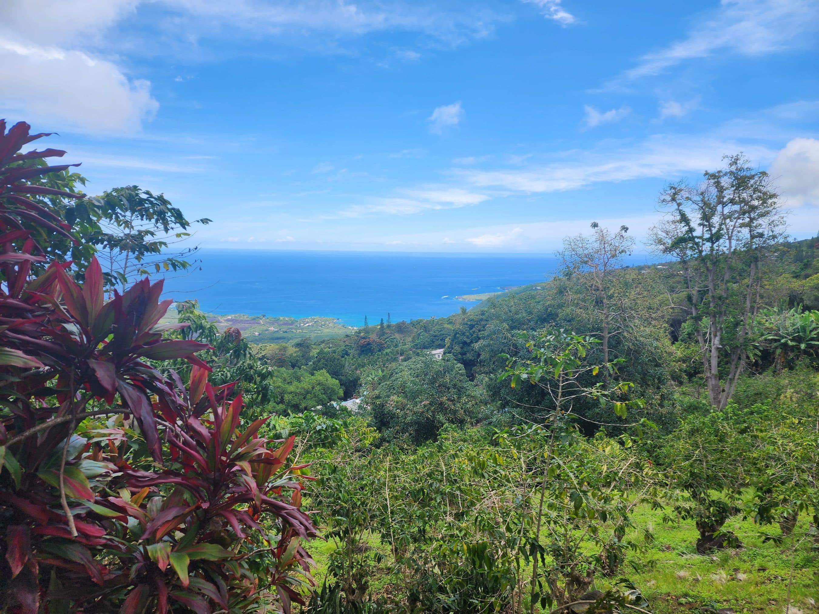 View over a tropical coastline: red-leaf plants in foreground, green hills, and blue ocean under a clear sky.