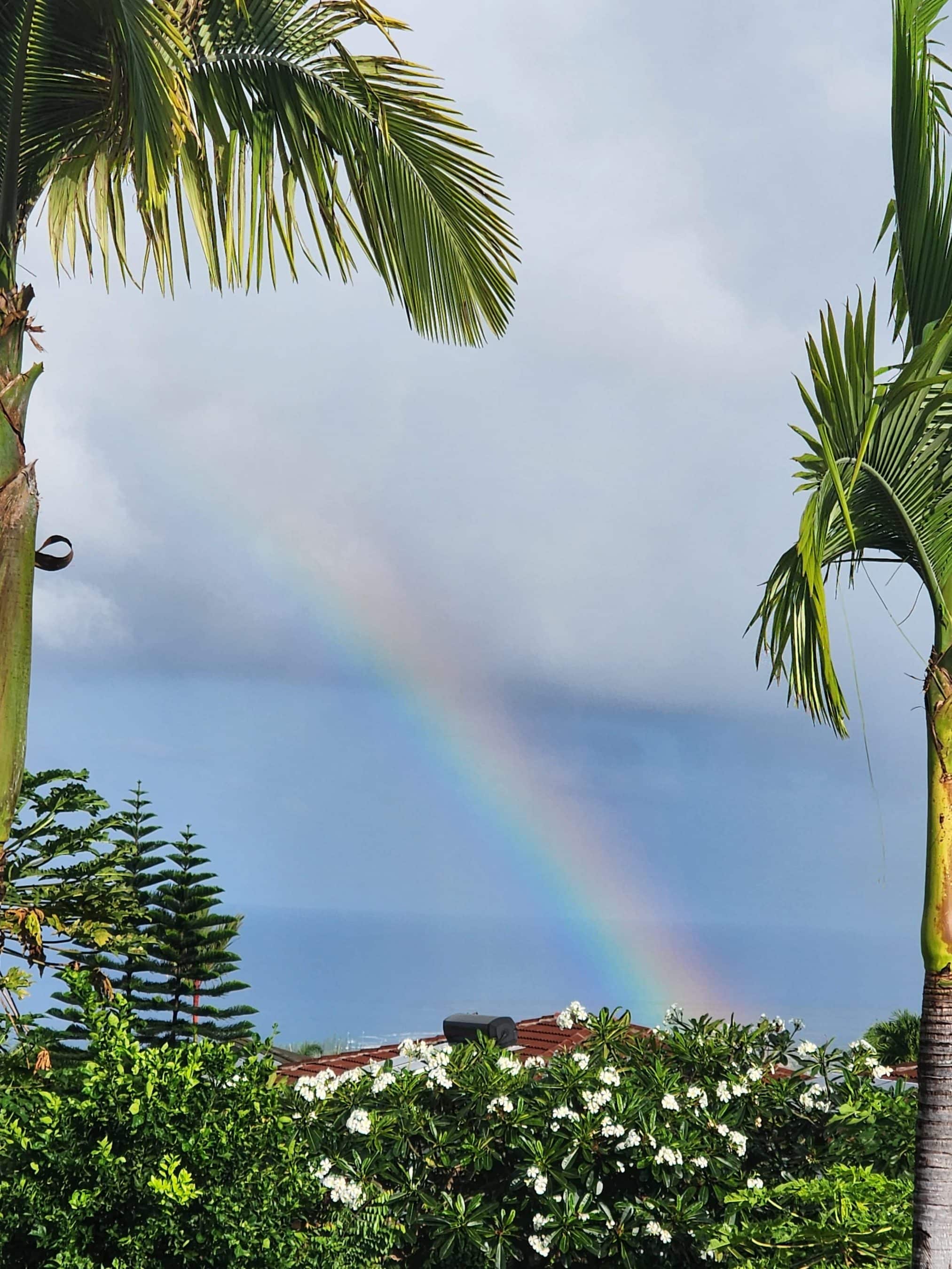 Rainbow arcing across a blue sky, framed by palm trees and tropical shrubs with white flowers and rooftops in the foreground.