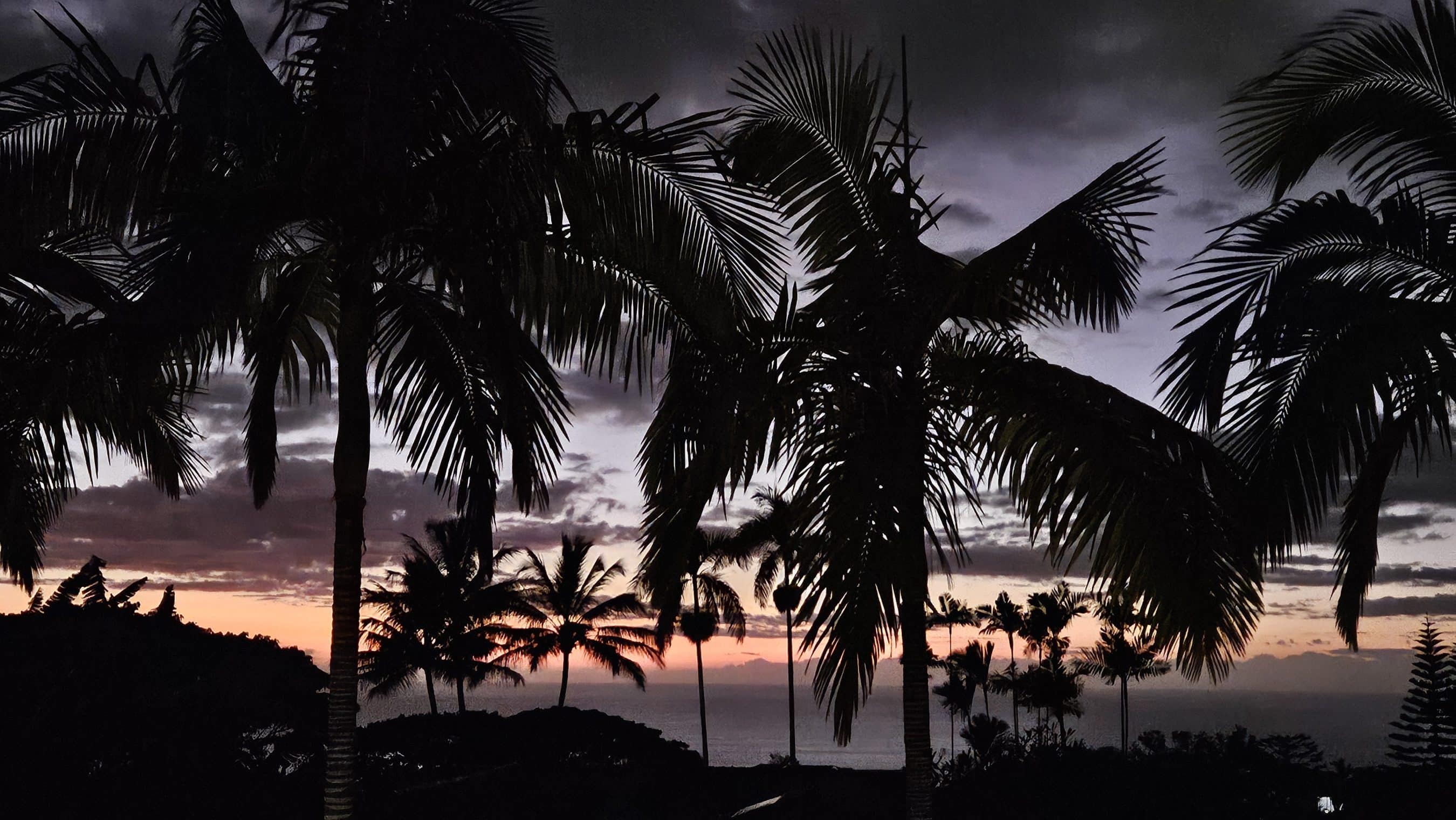 Silhouetted palm trees against a sunset sky over the ocean, with warm orange-pink horizon and dark foreground foliage.