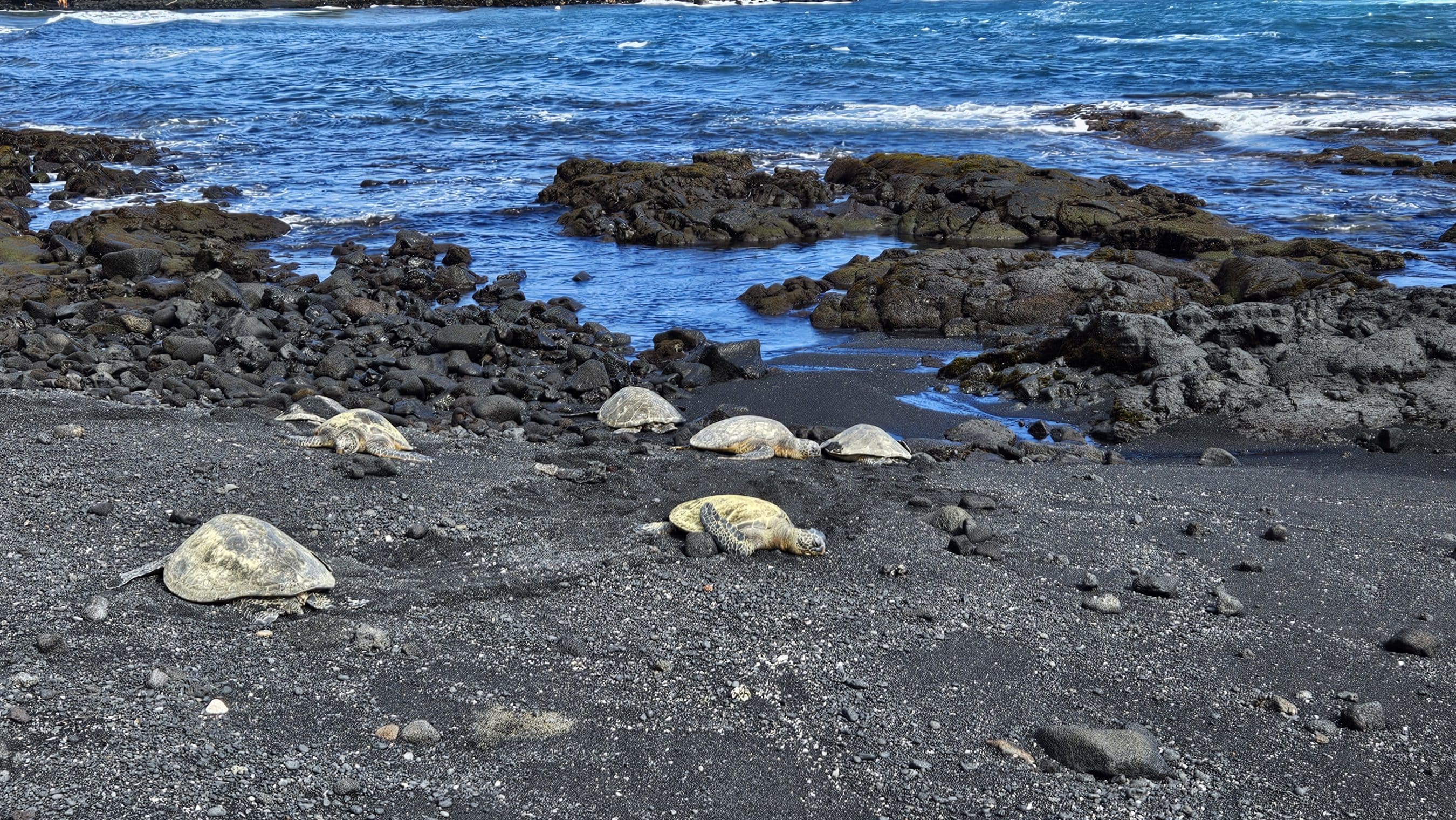 Several sea turtles rest on a dark pebble beach at a rocky shoreline with blue ocean in the background.