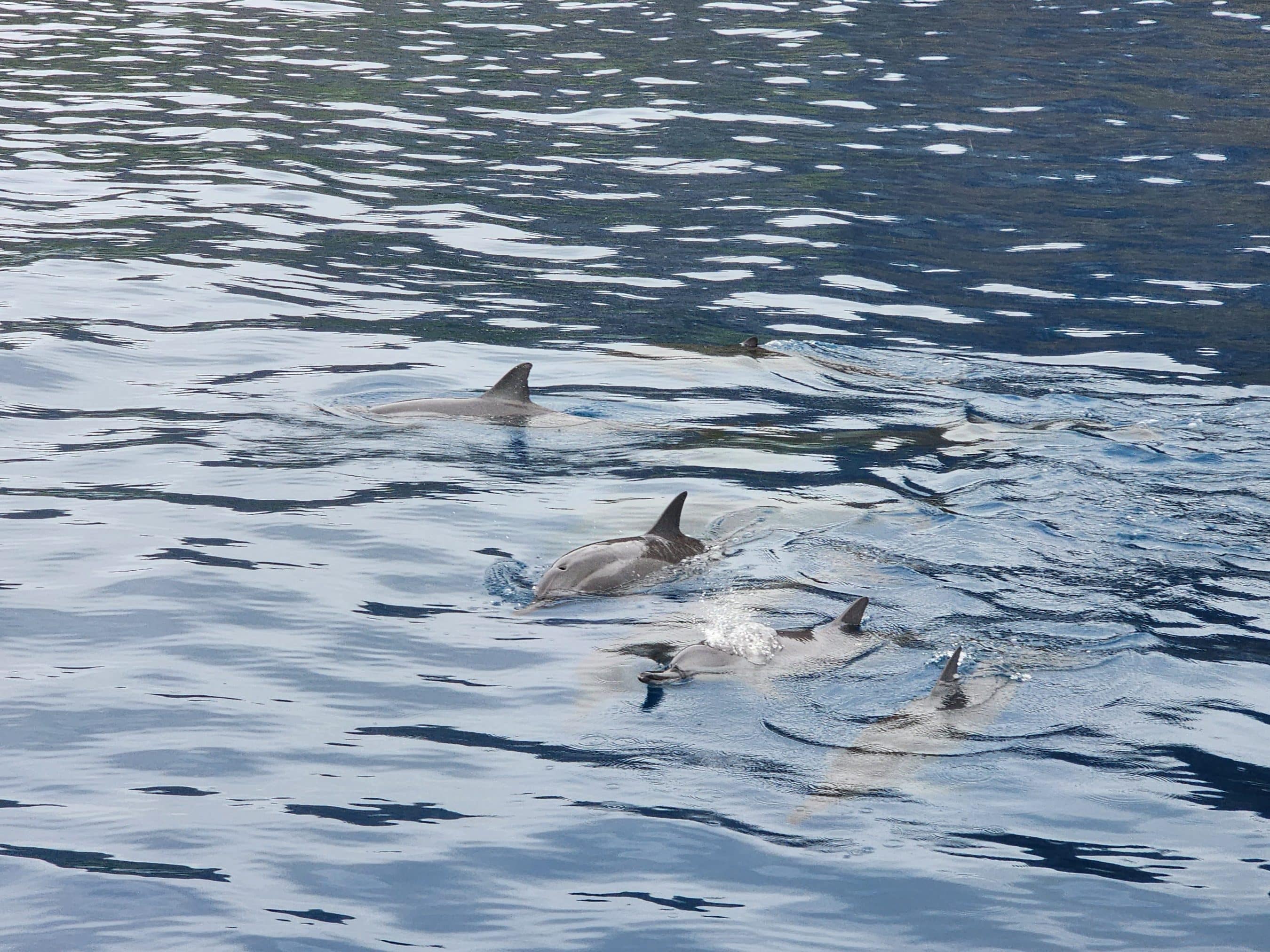 Pod of dolphins swimming near the surface, dorsal fins breaking the blue water with ripples around them, in a calm seascape.