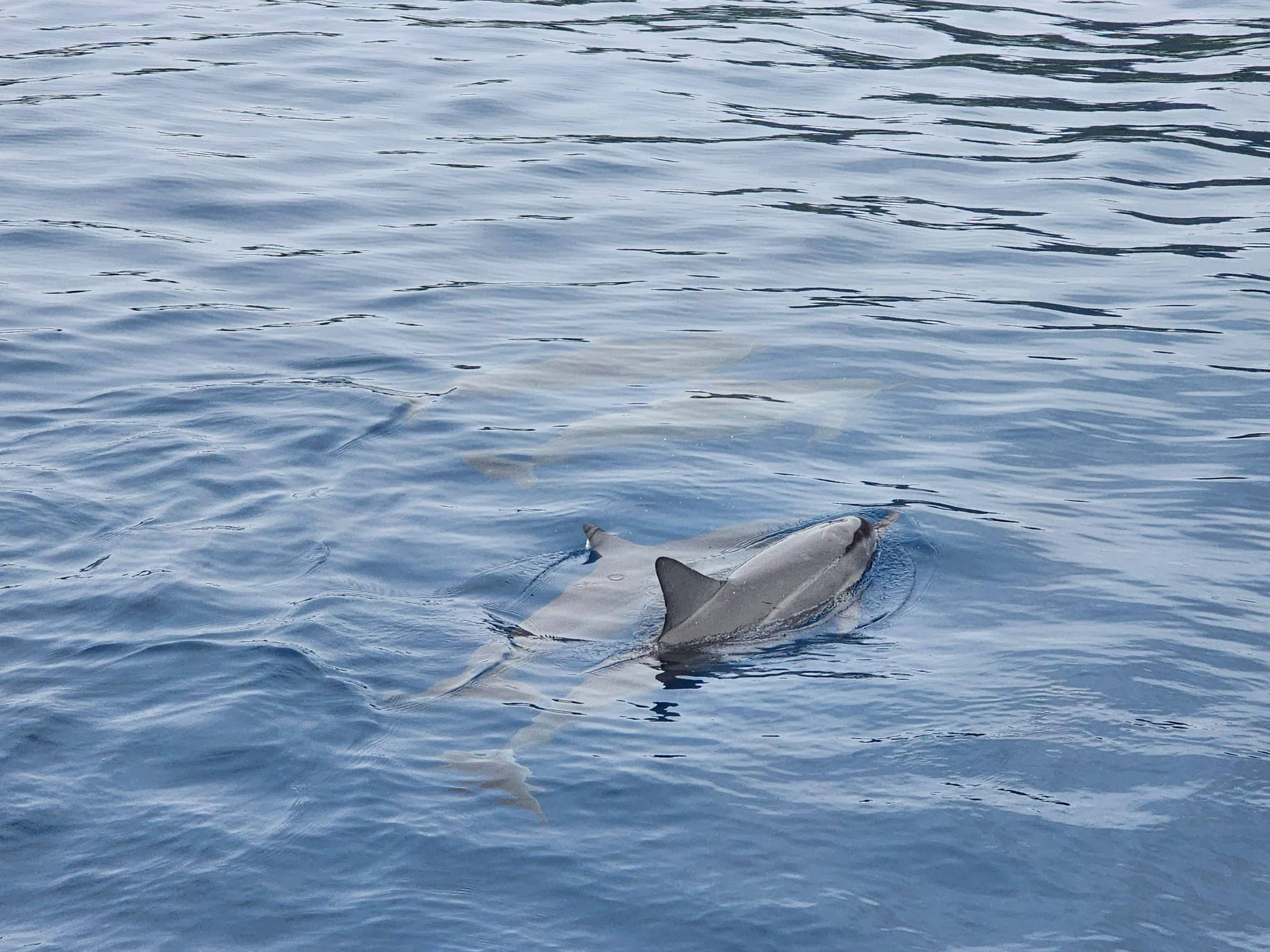 Dolphins swimming near the water surface in a calm blue sea, dorsal fins visible above the rippling water