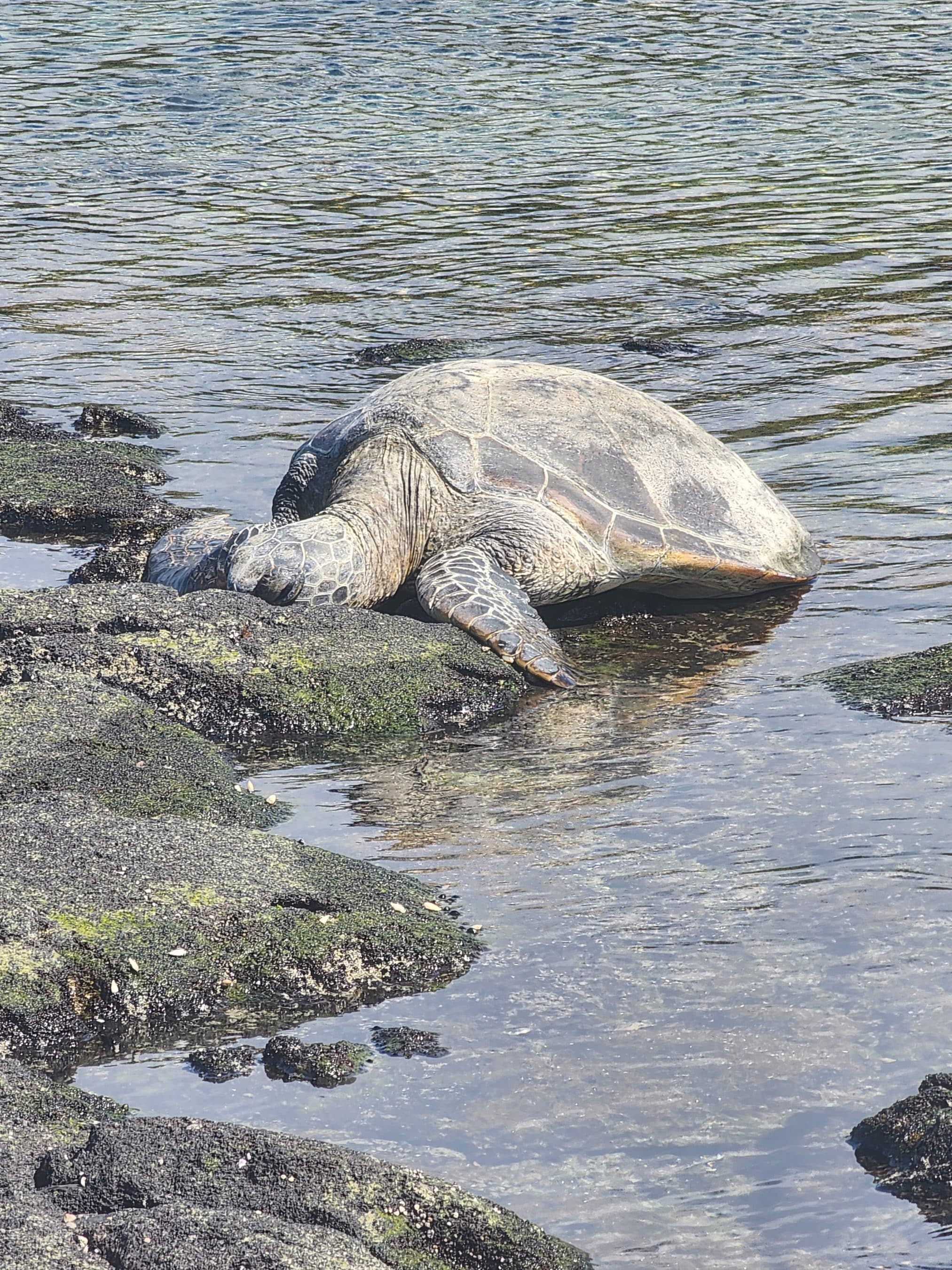 Sea turtle resting on dark rocky shore with calm tidal water in the background.