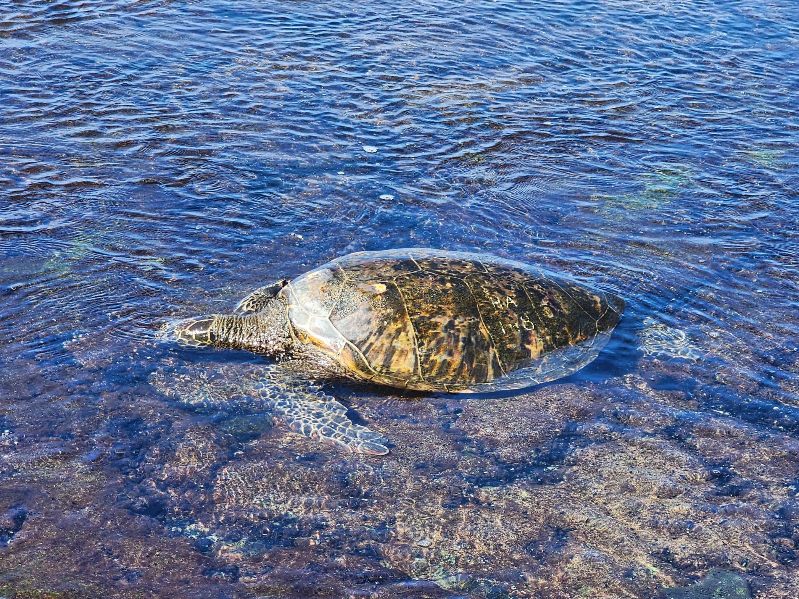 Sea turtle swimming in clear blue shallow water near a rocky shore, sunlight making ripples on the surface