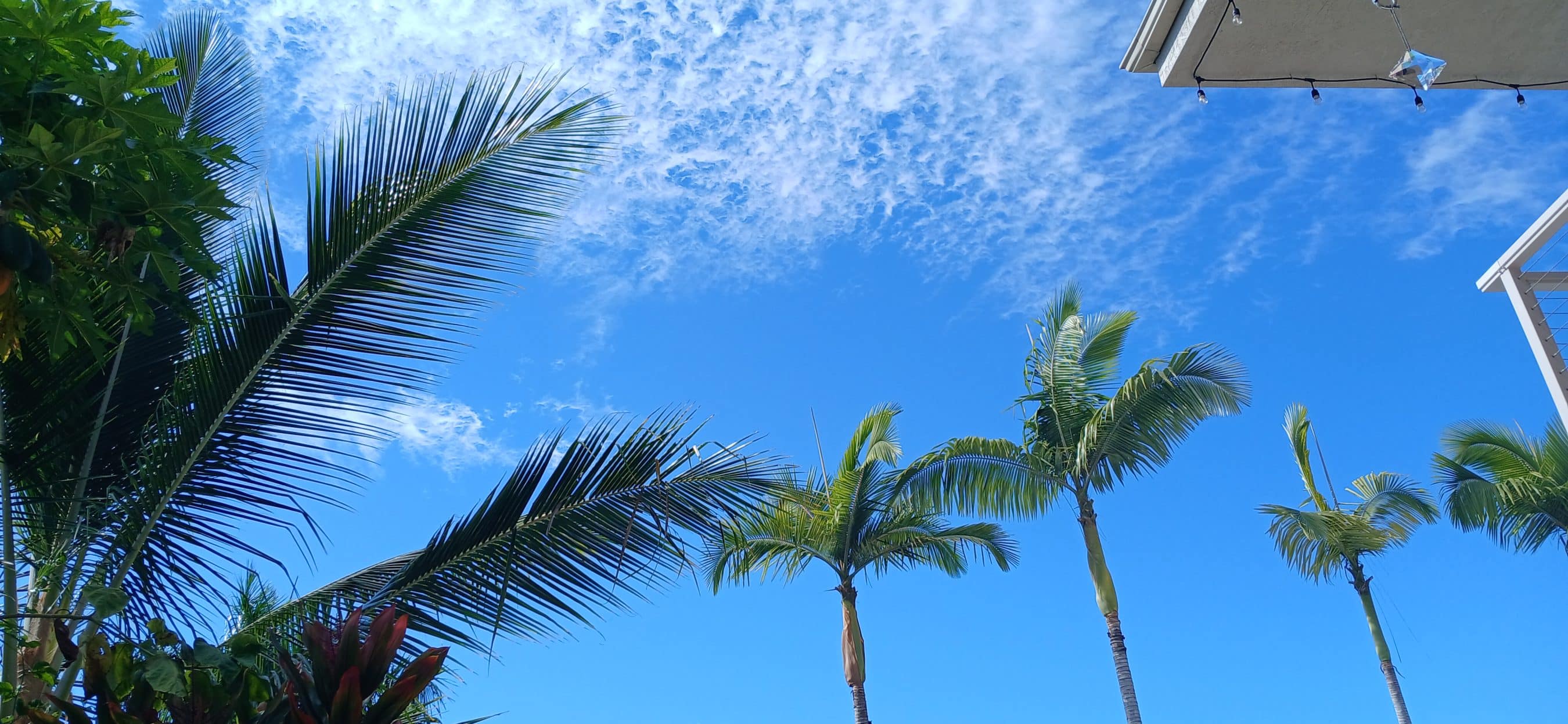 Bright blue sky framed by tropical palm fronds and a string of outdoor lights near a building edge.