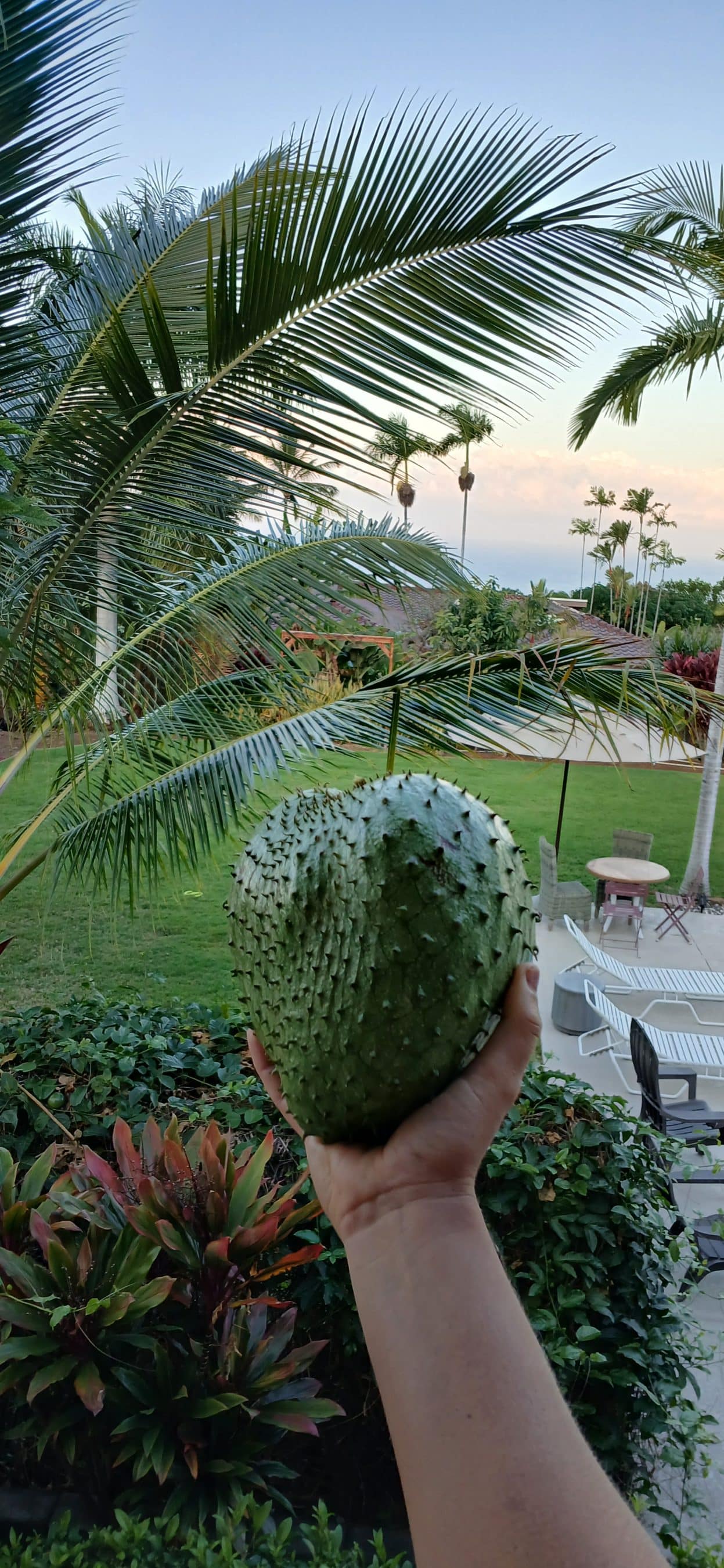 Person holding a large green, spiky tropical fruit in a garden with palm trees in the background, near a patio.
