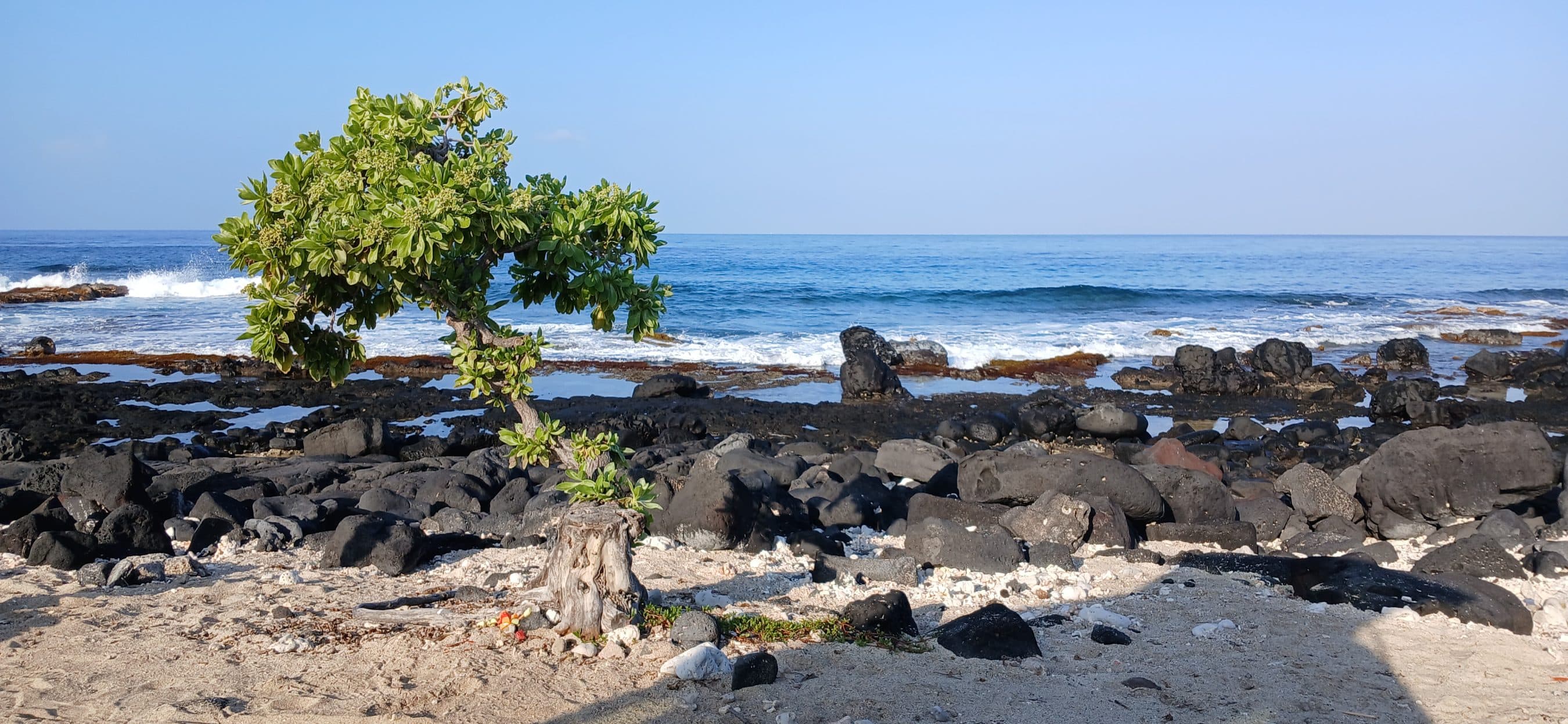 Small green tree leaning over a rocky beach with blue ocean beyond and clear sky above.