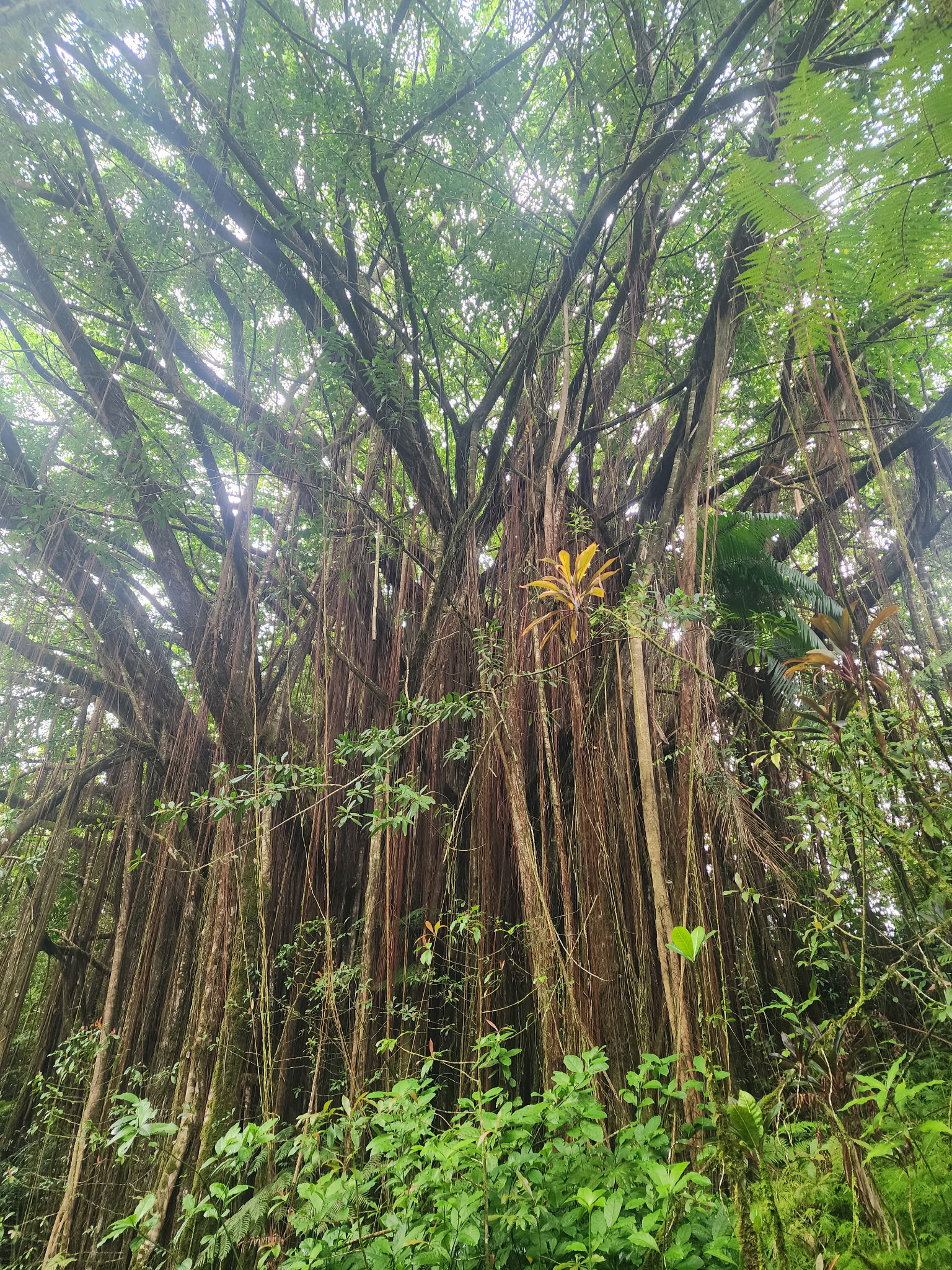 Huge banyan tree with many hanging aerial roots and a dense green canopy above.